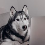 Как выбрать лучшую фриланс-биржу в Беларуси